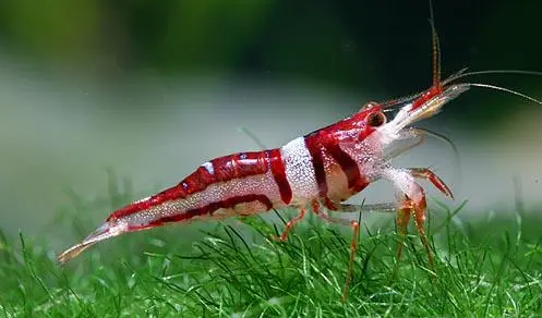 Harlequin Kardinalreje (Caridina spongicola)